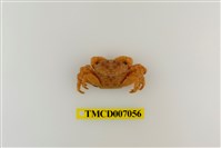 藏品(褶痕厚紋蟹)的圖片